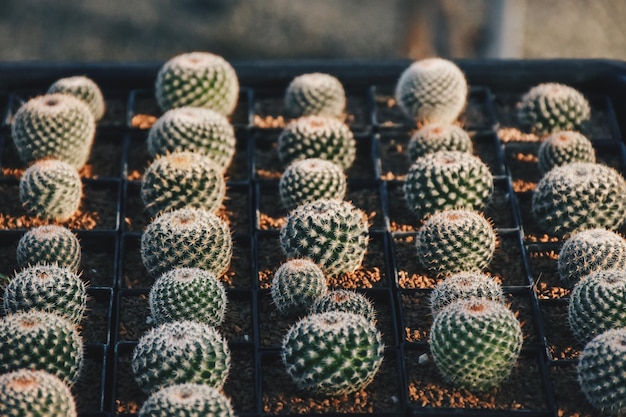 Photo un gros plan du cactus