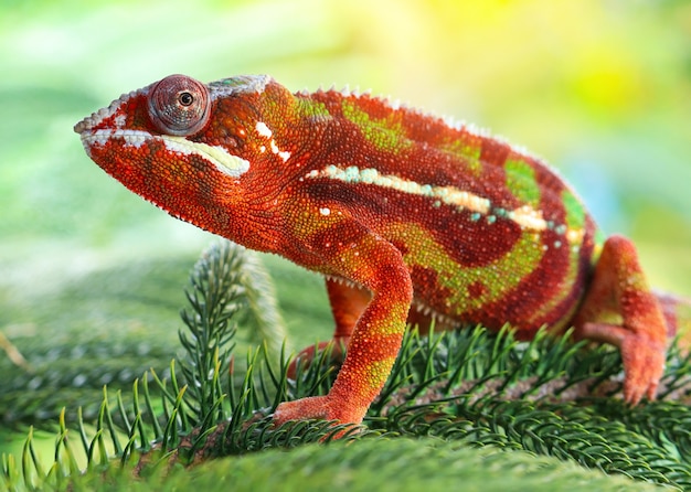 Gros plan du caméléon sur les feuilles