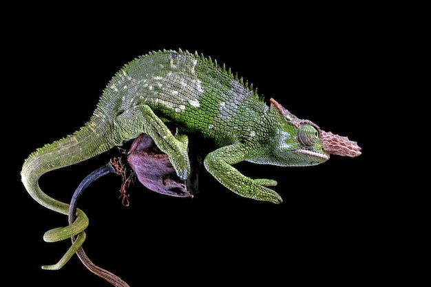 Gros plan du caméléon Fischer sur fond noir Gros plan du caméléon Fischer