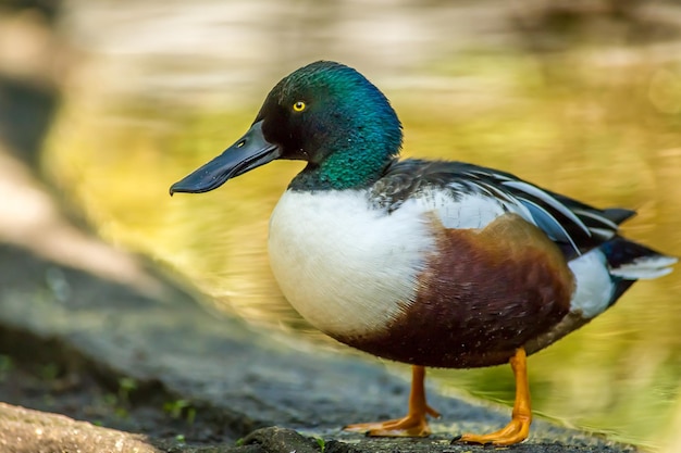 Photo un gros plan du canard sauvage