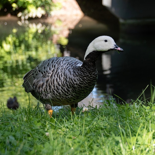 Photo un gros plan du canard sur le terrain.