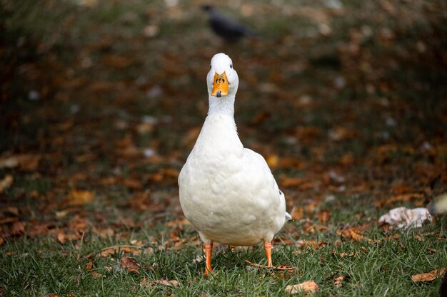 Un gros plan du canard