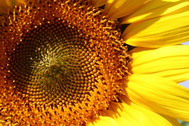 Gros plan du centre d'un tournesol