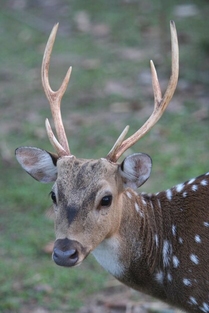 Photo un gros plan du cerf