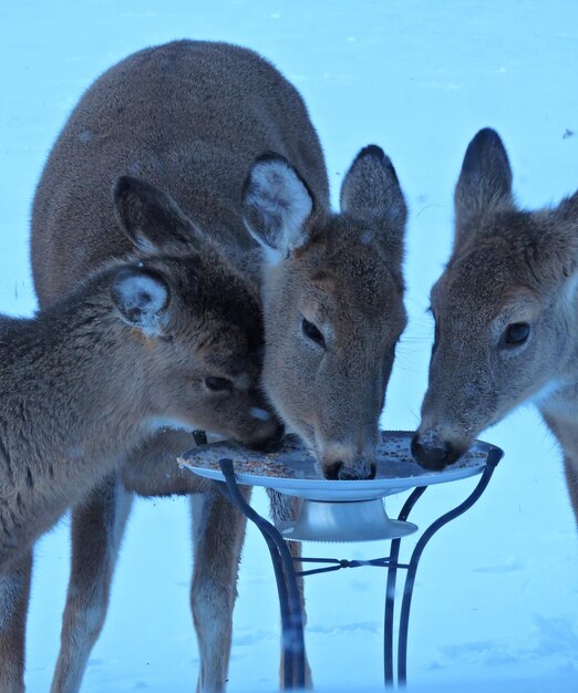 Un gros plan du cerf