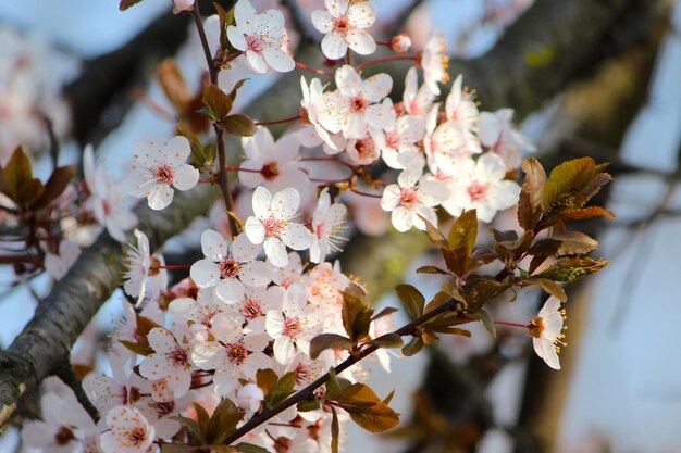 Un gros plan du cerisier en fleurs