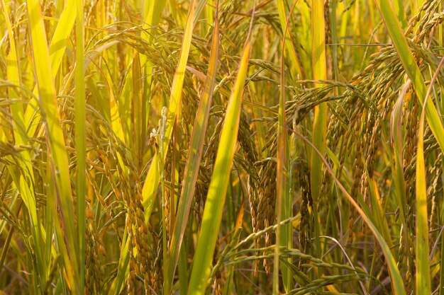 Gros plan du champ de riz jaune. faible profondeur de champ, effet de lumière parasite.