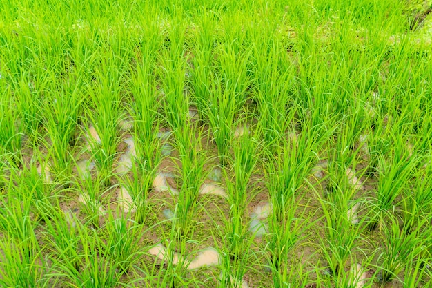 Gros plan du champ de riz vert