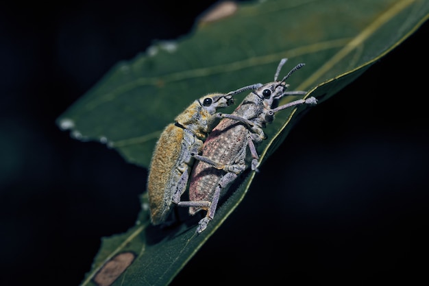 Gros plan du charançon sur une feuille. un insecte coléoptère jaune avec le nom latin curculionoidea.