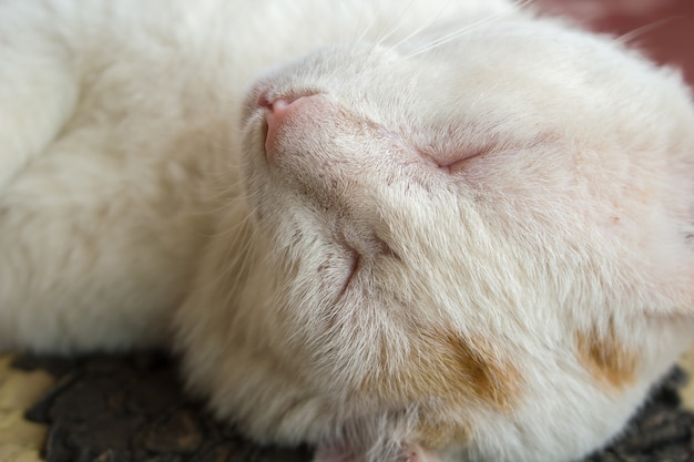 Gros plan du chat blanc dort.