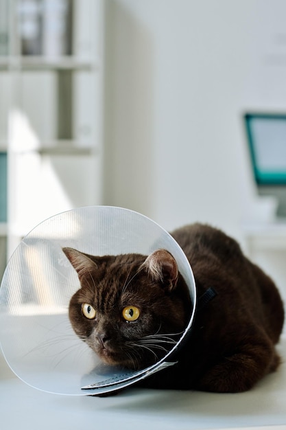 Gros plan du chat domestique en collier médical assis sur une table à la clinique vétérinaire