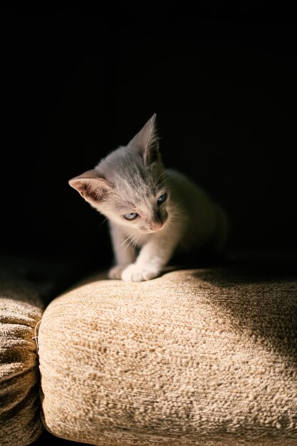 Photo un gros plan du chat sur un fond noir