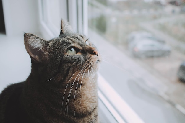 Un gros plan du chat par la fenêtre