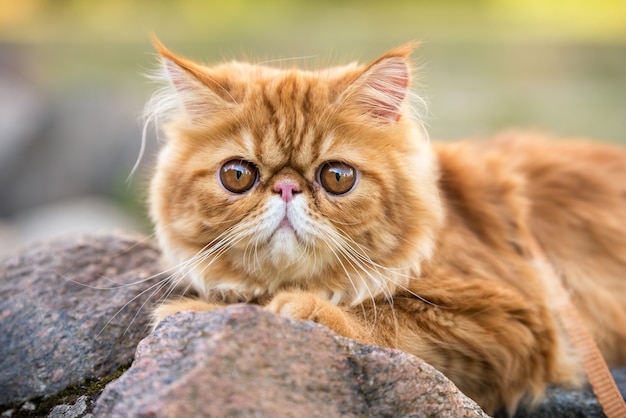 Gros plan du chat persan rouge avec de grands yeux ronds orange