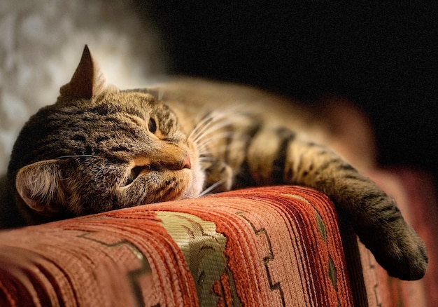 Photo un gros plan du chat qui dort sur le canapé.