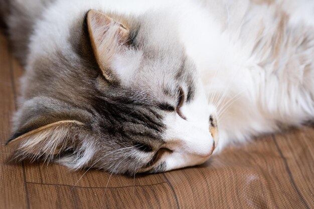 Photo un gros plan du chat qui dort