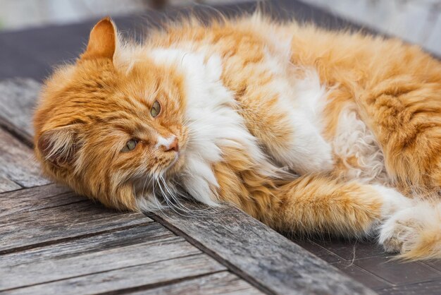 Un gros plan du chat qui dort