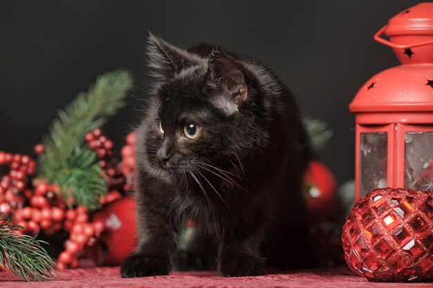 Un gros plan du chat qui regarde loin chez lui.