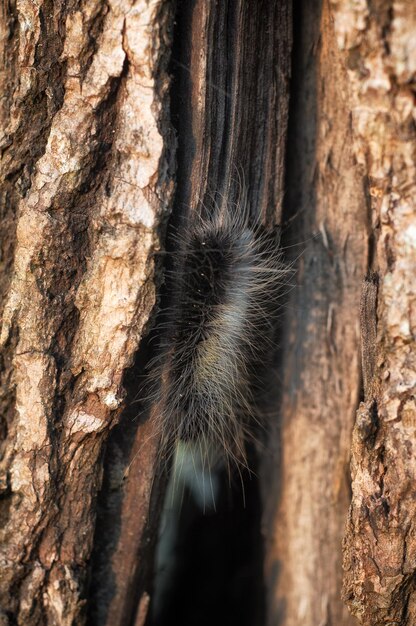 Photo un gros plan du chat sur le tronc d'un arbre