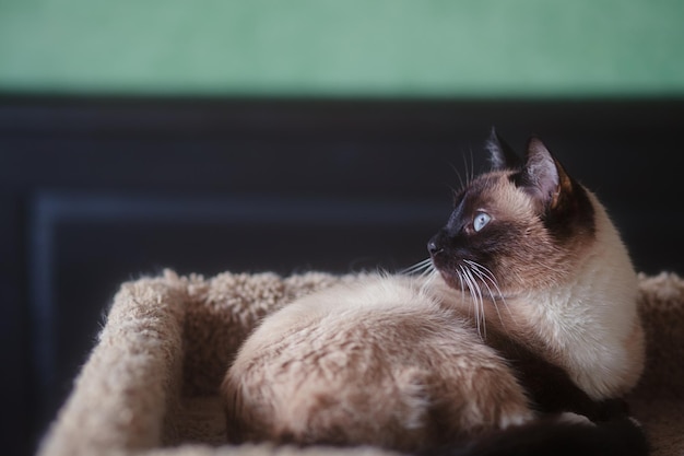 Un gros plan du chat