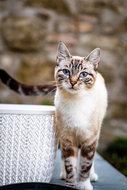 Un gros plan du chat