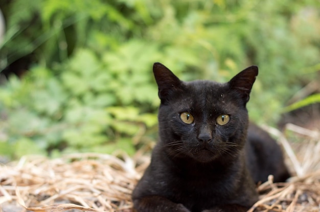 Un gros plan du chat