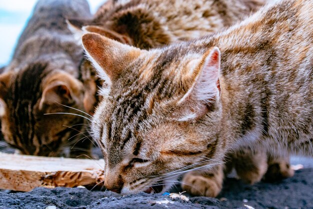 Un gros plan du chat