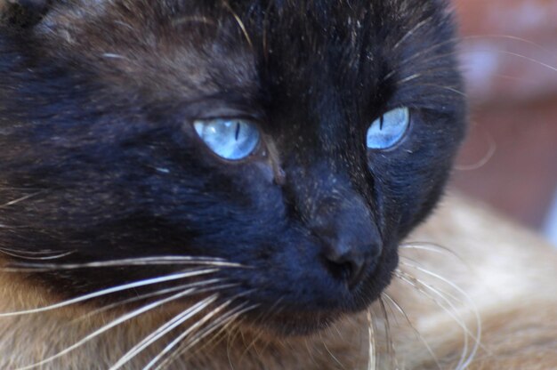 Photo un gros plan du chat