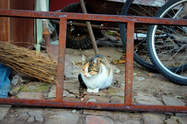 Photo un gros plan du chat