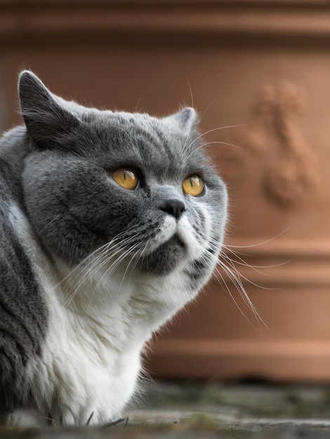 Un gros plan du chat