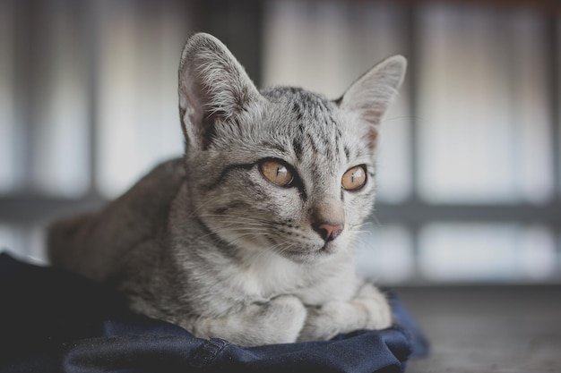 Un gros plan du chat