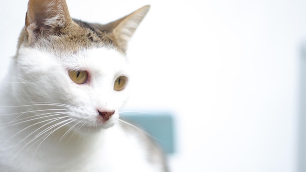 Un gros plan du chat