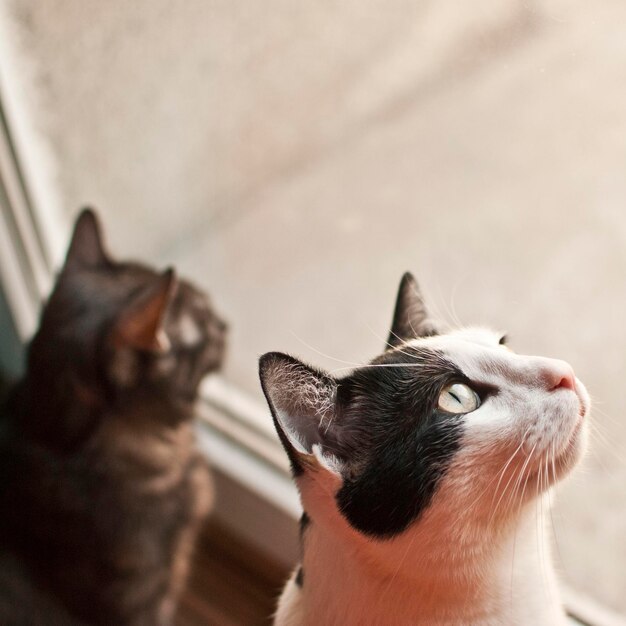 Photo un gros plan du chat