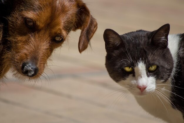 Photo un gros plan du chat