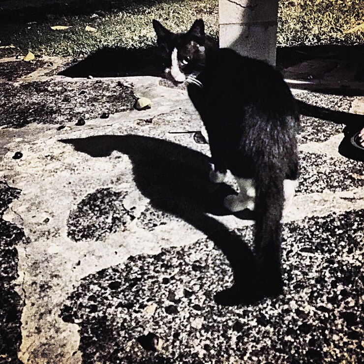 Photo un gros plan du chat