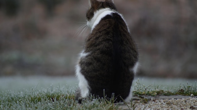 Photo un gros plan du chat