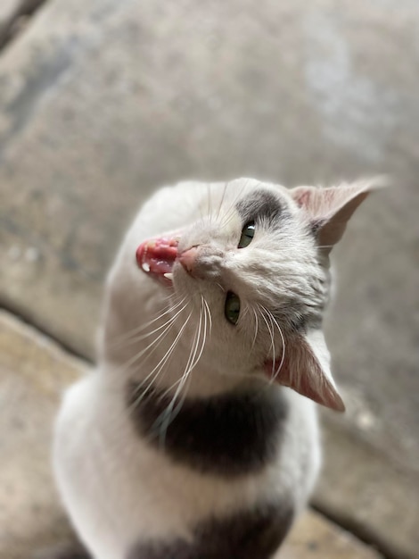 Un gros plan du chat