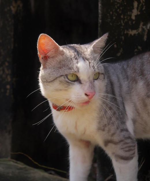 Un gros plan du chat
