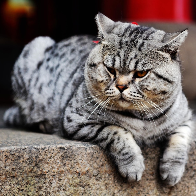 Un gros plan du chat