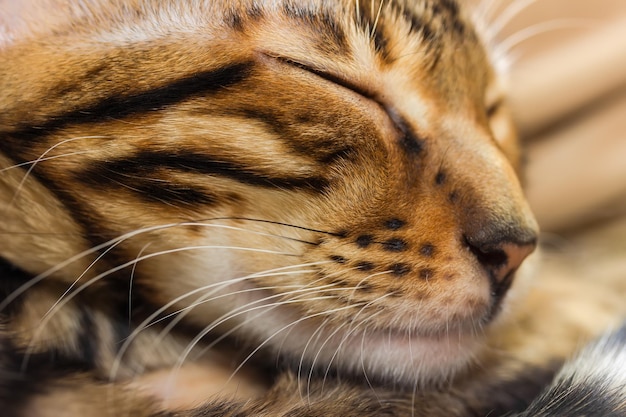 Gros plan du chaton tigré rouge endormi faible profondeur de champ