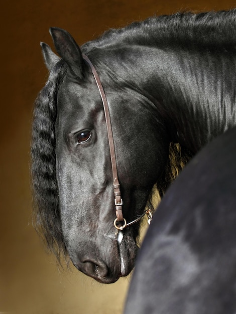 Photo un gros plan du cheval noir