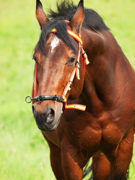 Un gros plan du cheval