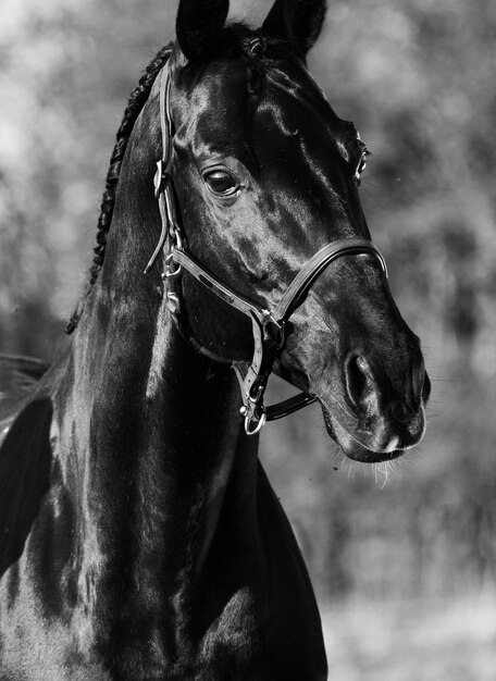 Photo un gros plan du cheval