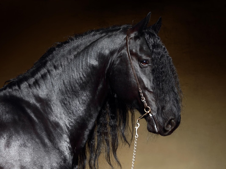 Photo un gros plan du cheval