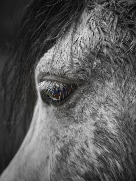 Photo un gros plan du cheval