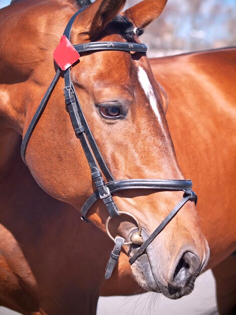 Photo un gros plan du cheval