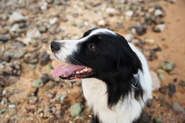 Gros plan du chien assis au bord de la mer