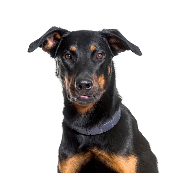 Gros plan du chien Beauceron