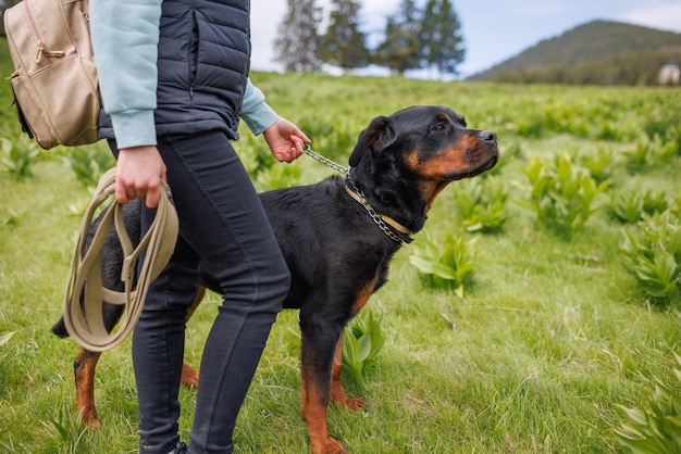 Gros plan du chien de la race Rottweiler avec collier et laisse dans les mains se tient près de la maîtresse sur le pré avec végétation