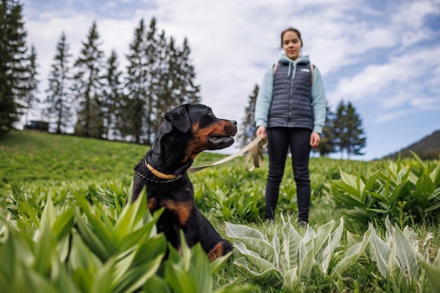 Gros plan du chien de Rottweiler avec collier et laisse est assis près de sa maîtresse inconnue sur prairie avec végétation de montagne